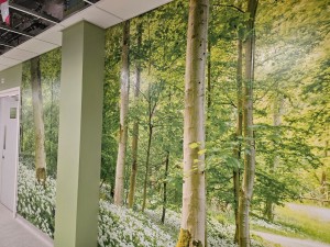 A wall mural of a calming woodland.